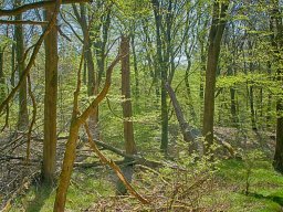 IMGP7440_HDR5_Naturskov